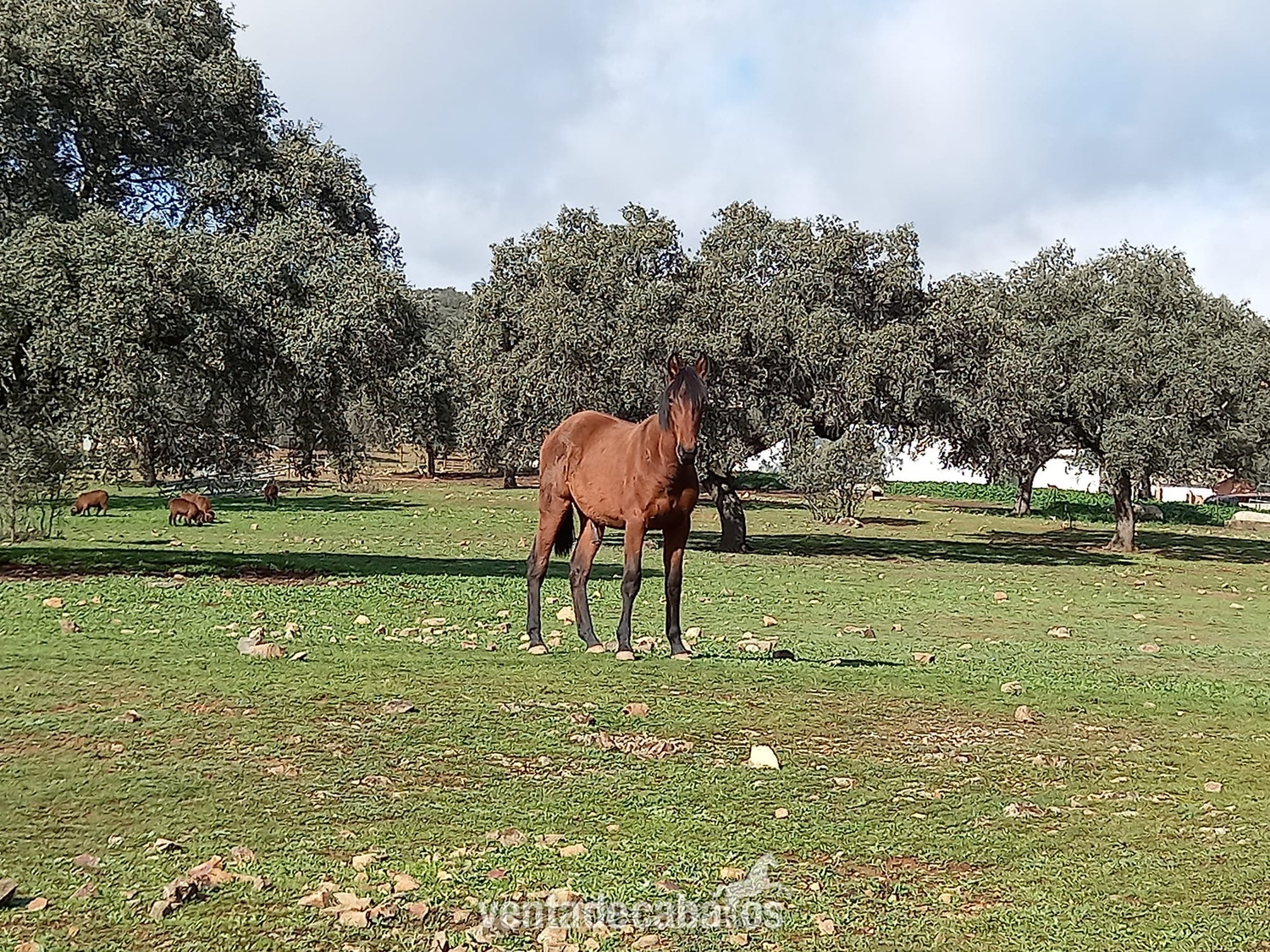 Caballos Pura Raza Española (P.R.E.) EMPTY - POTRO PURA RAZA ESPAÑOLA