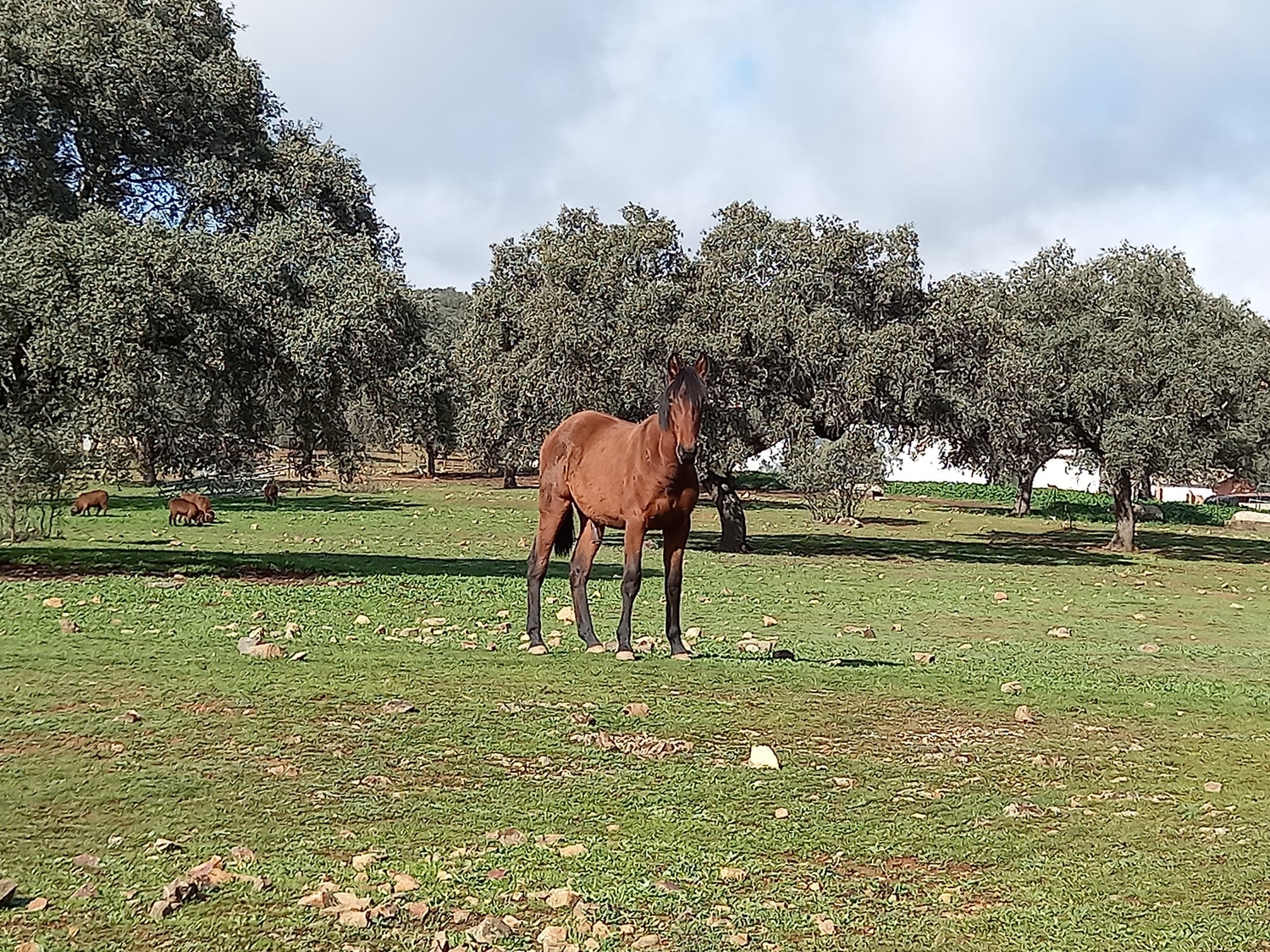 Caballos Pura Raza Española (P.R.E.) EMPTY - POTRO PURA RAZA ESPAÑOLA