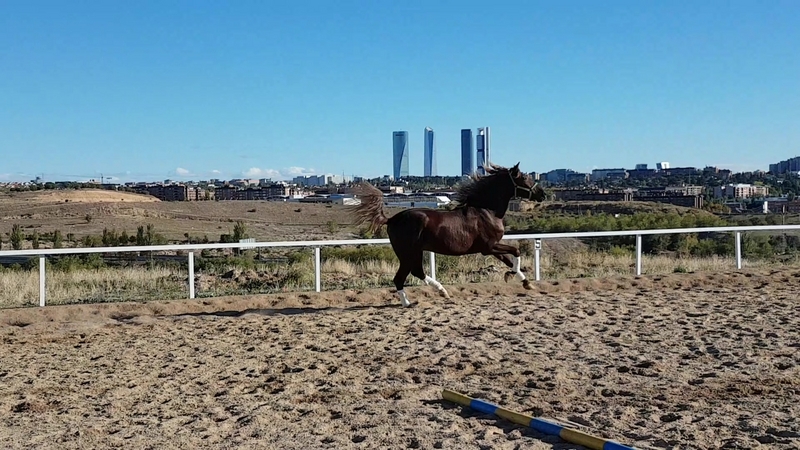 Potro de 3 años PRE - Potros
