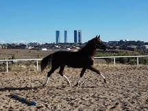 Potro de 3 años PRE