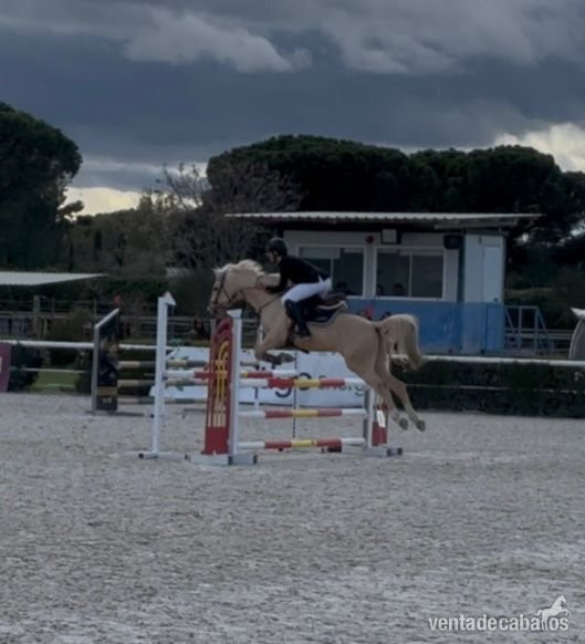 Pony D 9 años compitiendo in 