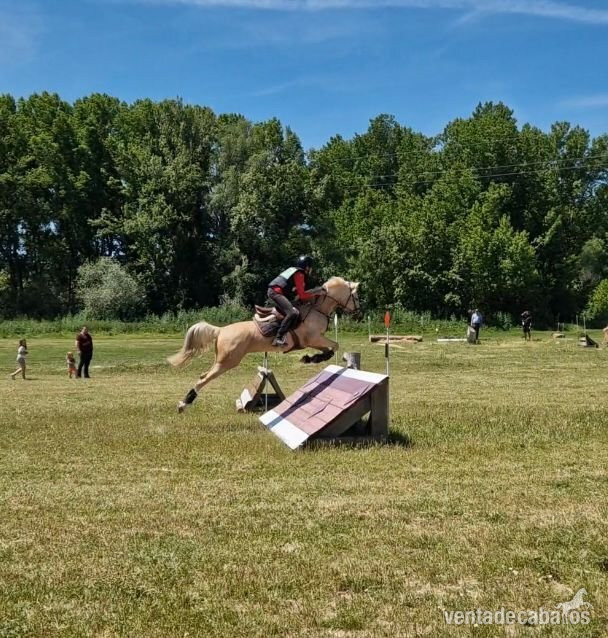 Ponis Pony Club EMPTY - Pony D 9 años compitiendo