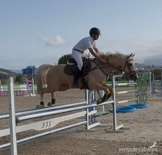 Pony D 9 años compitiendo - Ponis Pony Club EMPTY