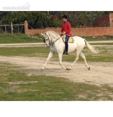 Pre tordo de yeguada ovelar muy domado  in 