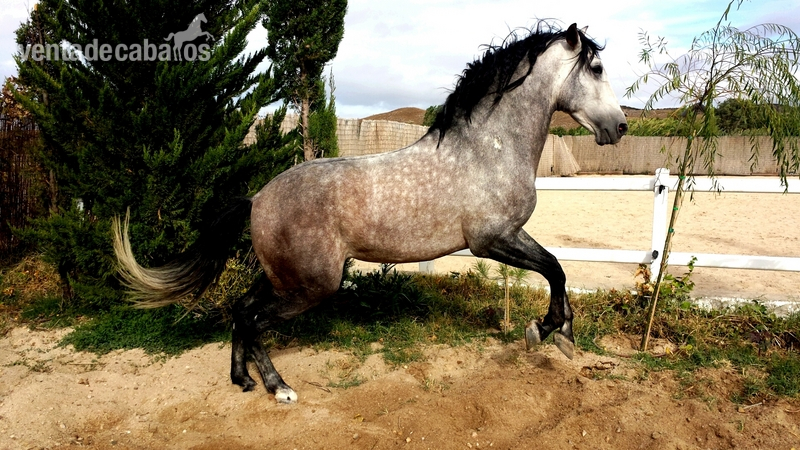 Cartujano JJS. Semental línea Utrerano. Ver video in 