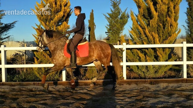 Cartujano JJS. Semental línea Utrerano. Ver video - Caballos Pura Raza Española (P.R.E.) Pura Raza Española