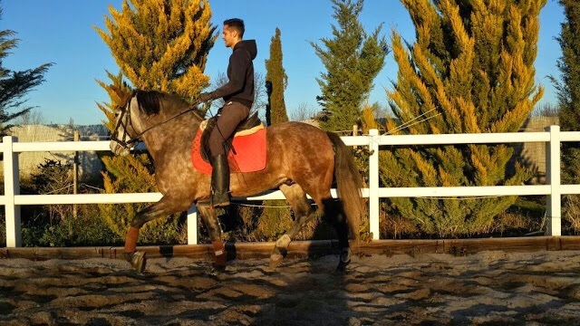 Cartujano JJS. Semental línea Utrerano. Ver video - Caballos Pura Raza Española (P.R.E.) Pura Raza Española