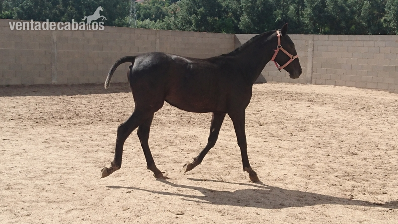 Marismeña CXLI. potra torda PRE de 1 año. 50% Guardiola,50% Lopez Monís in 