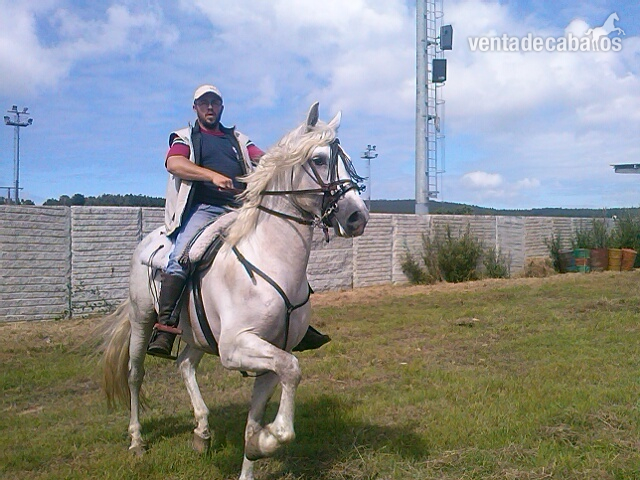 Venta de caballo PRE in 