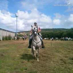 Caballos Pura Raza Española (P.R.E.) Pura Raza Española - Venta de caballo PRE