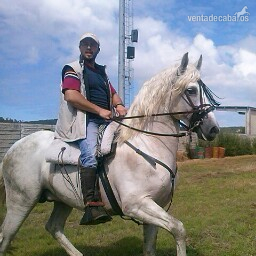 Venta de caballo PRE - Caballos Pura Raza Española (P.R.E.) Pura Raza Española
