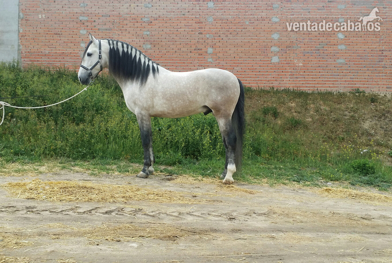 Caballo tordo pre in 