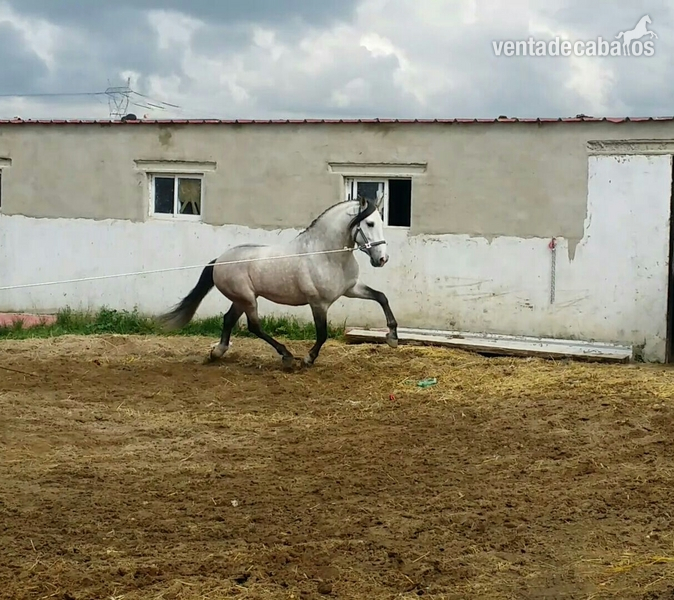 Caballos Pura Raza Española (P.R.E.) Pura Raza Española - Caballo tordo pre