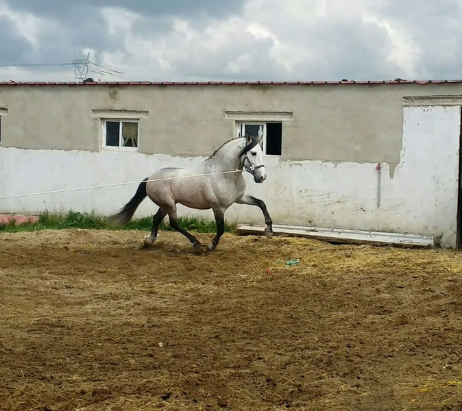 Caballos Pura Raza Española (P.R.E.) Pura Raza Española - Caballo tordo pre
