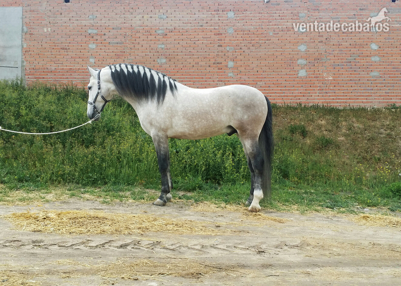 Caballo tordo pre - Caballos Pura Raza Española (P.R.E.) Pura Raza Española