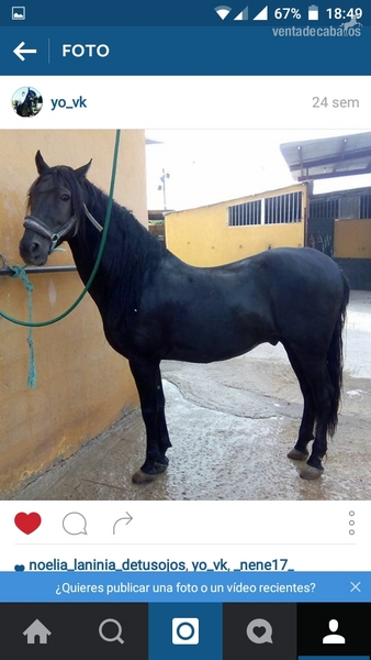 se vende caballo in 