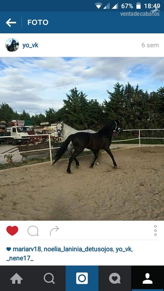 Caballos Pura Raza Española (P.R.E.) Pura Raza Española - se vende caballo