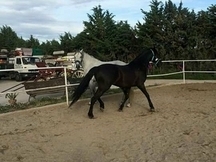 se vende caballo
