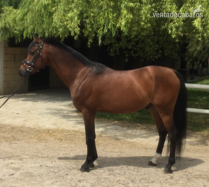 SE Vende Pony D in 
