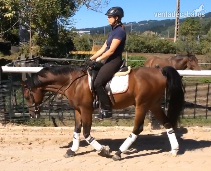 Ponis Pony Club Arabe - SE Vende Pony D