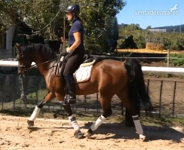 SE Vende Pony D - Ponis Pony Club Arabe
