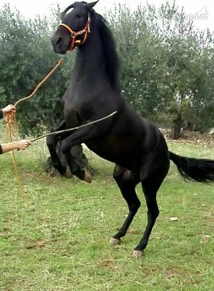 Potra PRE en venta in 