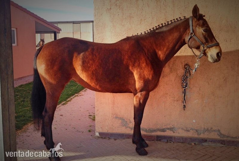 Caballo de Deporte Español (CDE)