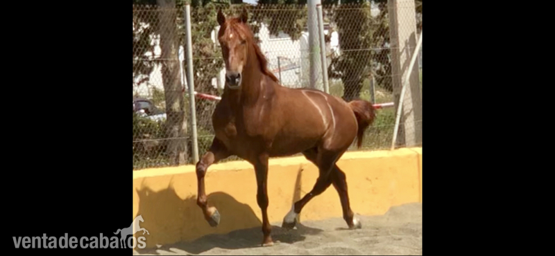 Pura Raza Española {TYPE}