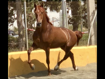 Espectacular potro alazan