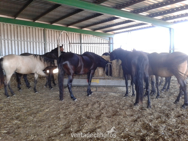 venta de 6 yeguas P.R.E  in 
