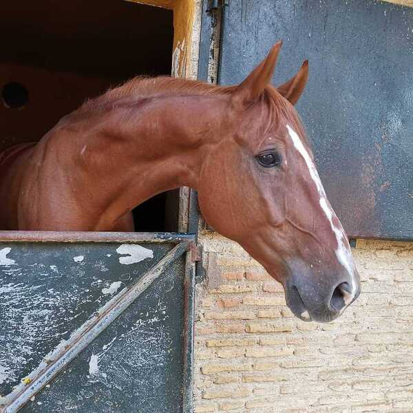 Caballo Hannoveriano Salto y Doma in 