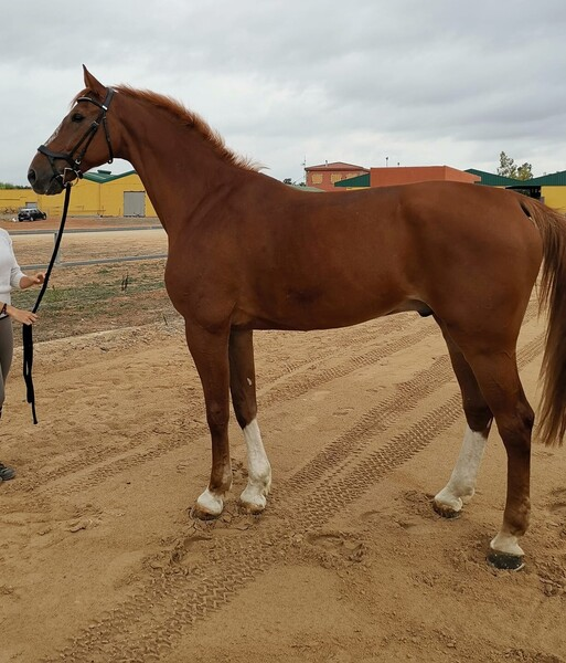 Caballos Capados Hannoveriano - Caballo Hannoveriano Salto y Doma