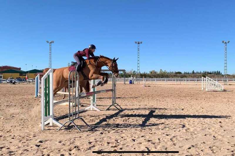 Caballo Hannoveriano Salto y Doma - Caballos Capados Hannoveriano