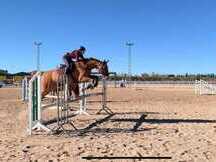 Caballo Hannoveriano Salto y Doma