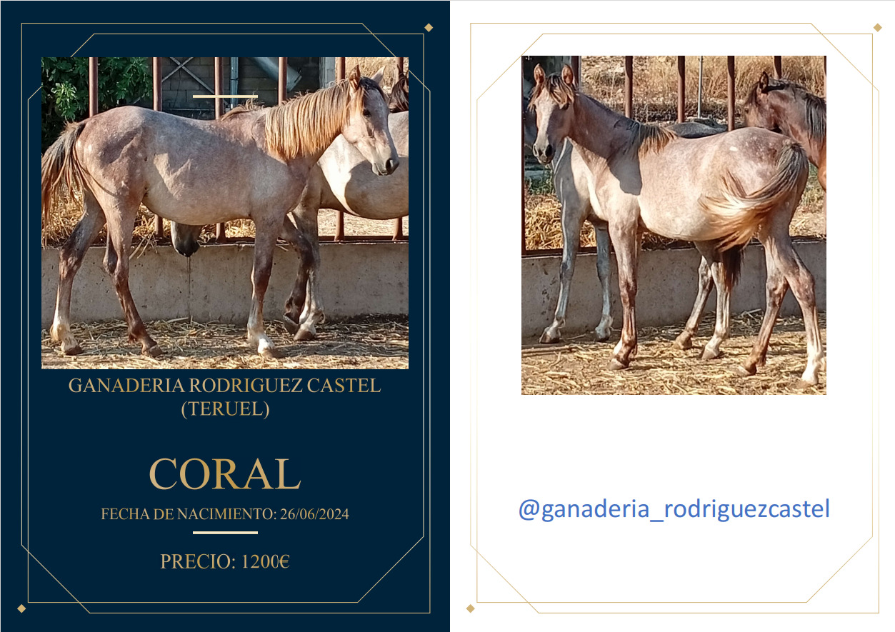 PONY ALAZAN HEMBRA y POTROS - Ponis Miniatura Poni Shetland 