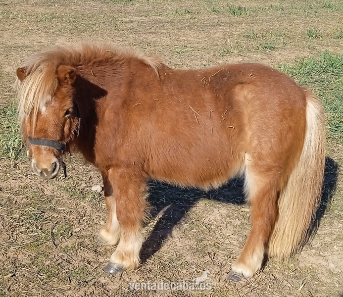 PONY ALAZAN HEMBRA y POTROS in 