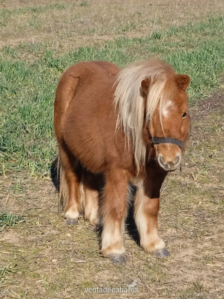 Poni Shetland 