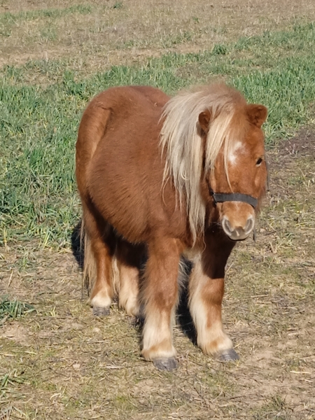 Poni Shetland 