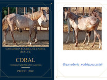 PONY ALAZAN HEMBRA y POTROS