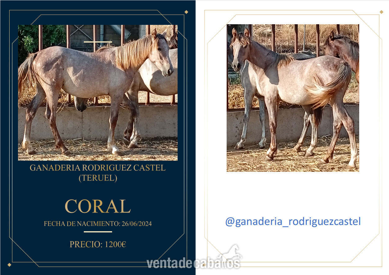PONY ALAZAN HEMBRA y POTROS - Ponis Miniatura Poni Shetland 