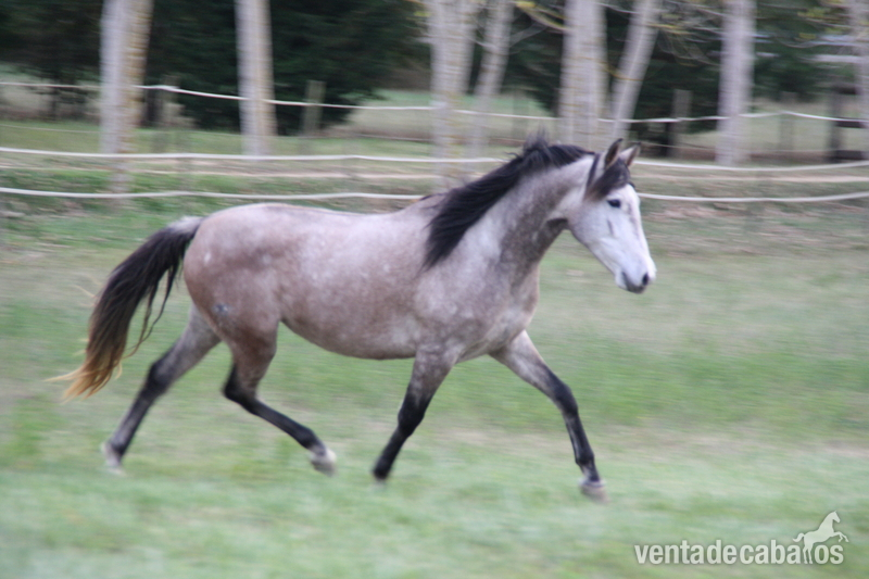 Caballos Pura Raza Española (P.R.E.) Pura Raza Española - Vendo yegua PRE montada .