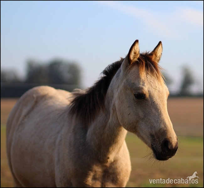 Quarter Horse Buckskin Reining in 