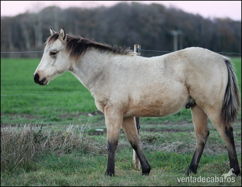 quarter horse