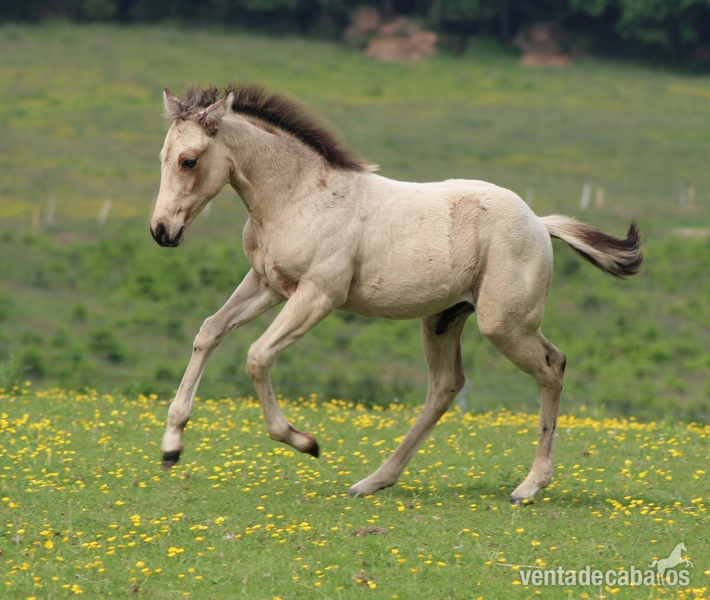 quarter horse {TYPE}
