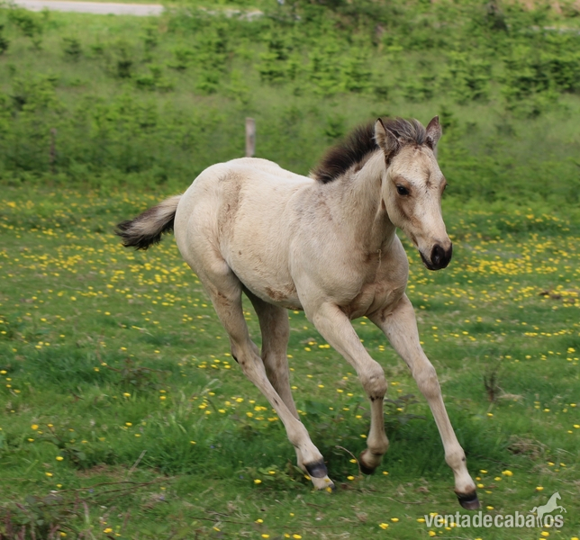 Potros quarter horse - Quarter Horse Buckskin Reining