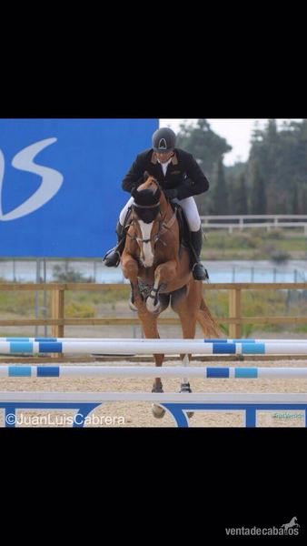 Zangershider Z 