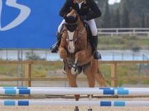 CABALLO DE SALTO ZANGERSHIDER Z 