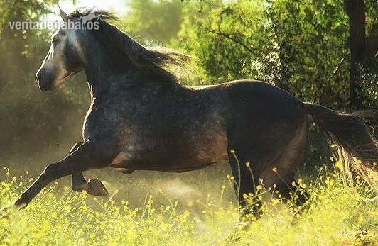 CABALLO PRE ALTA ESCUELA 5 AÑOS in 
