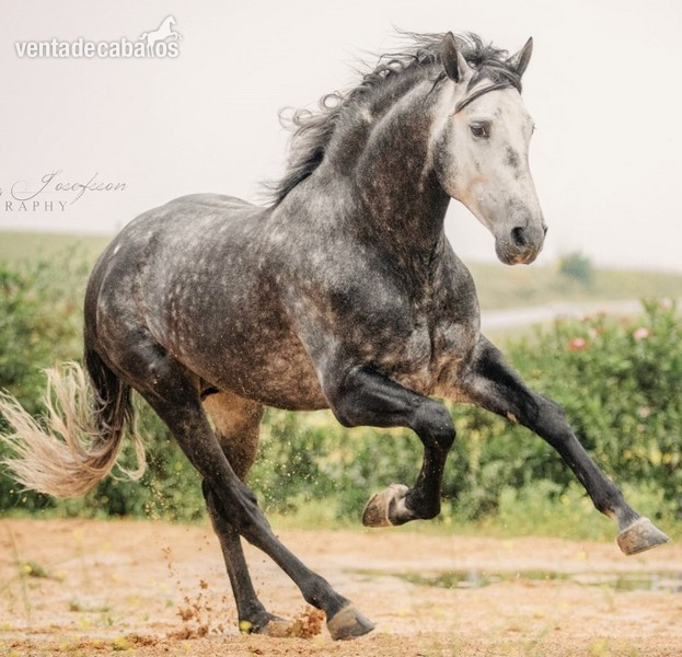 CABALLO PRE ALTA ESCUELA 5 AÑOS - Caballos Pura Raza Española (P.R.E.) Pura Raza Española