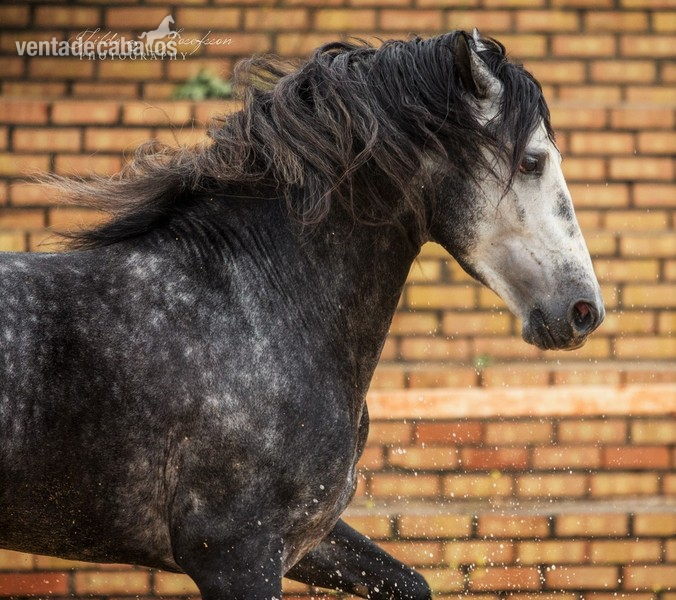 CABALLO PRE ALTA ESCUELA 5 AÑOS - Pura Raza Española